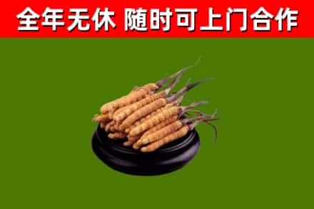 汕尾回收冬虫夏草
